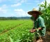 Agro Amazônia: Vagas Abertas Para Novo Talento